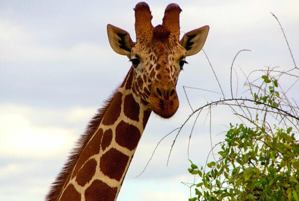 GIRAFA_9