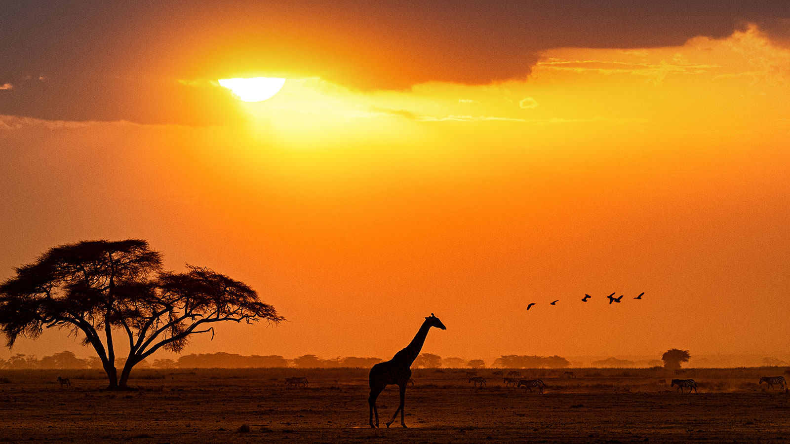 03 2 - Celebre o Dia Mundial da Girafa com a Dumela Filmes e descubra como contar histórias únicas com perspectiva e criatividade